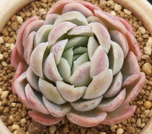 夏养多肉冰梅容易黑腐化水？盆栽往3方面下功夫，看着仙气飘飘