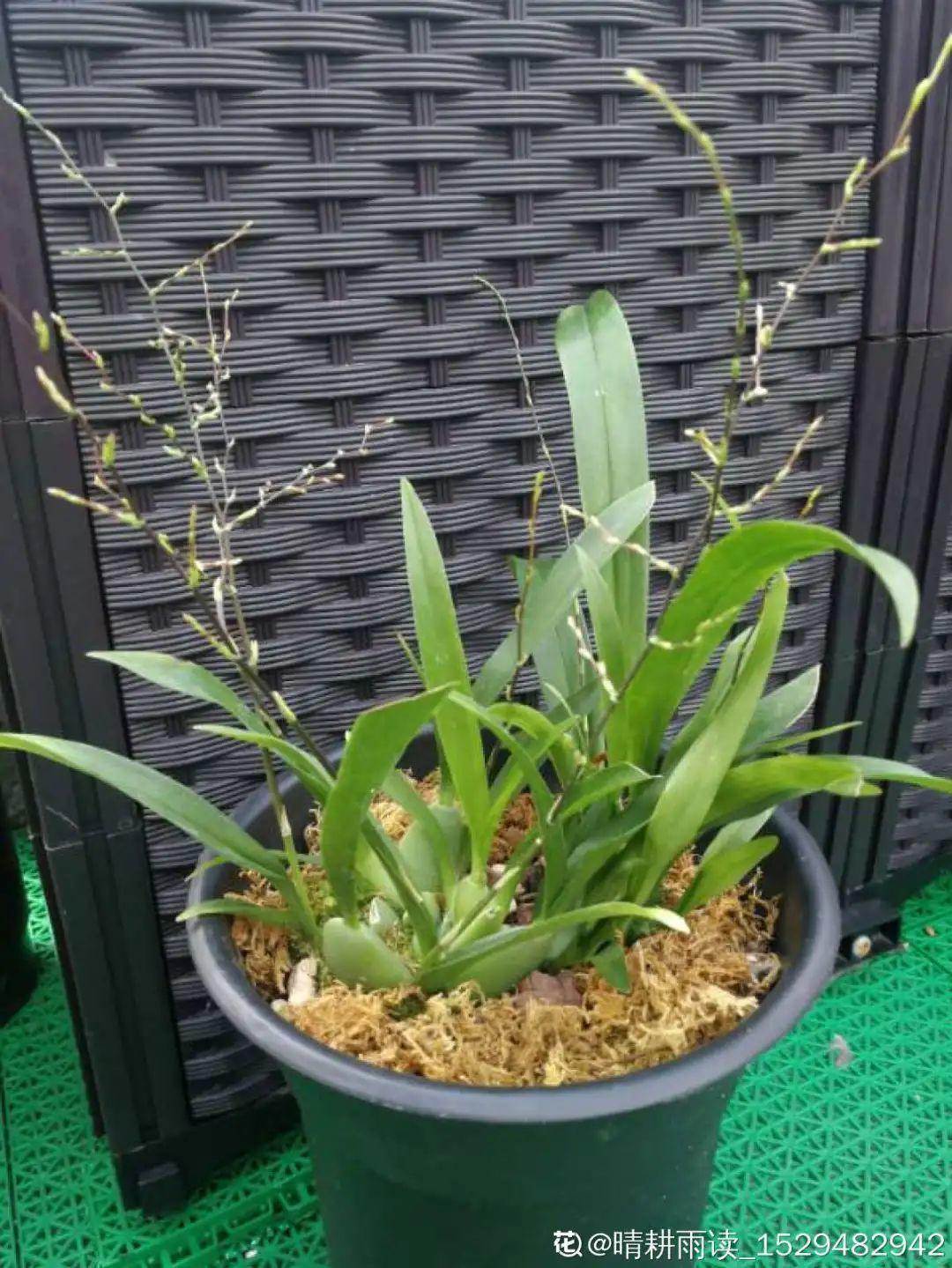 耐寒又好养的香水花,家里可以养法国香水花