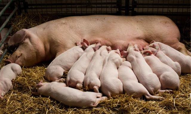 保育猪如何喂水,保育猪饲养管理十大要点