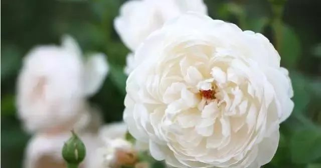 一万年一次的2020520;一起认识100种玫瑰~别送错啊