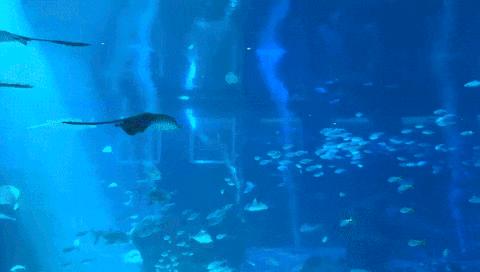 圣淘沙游玩路线攻略,圣淘沙名胜世界免费吗