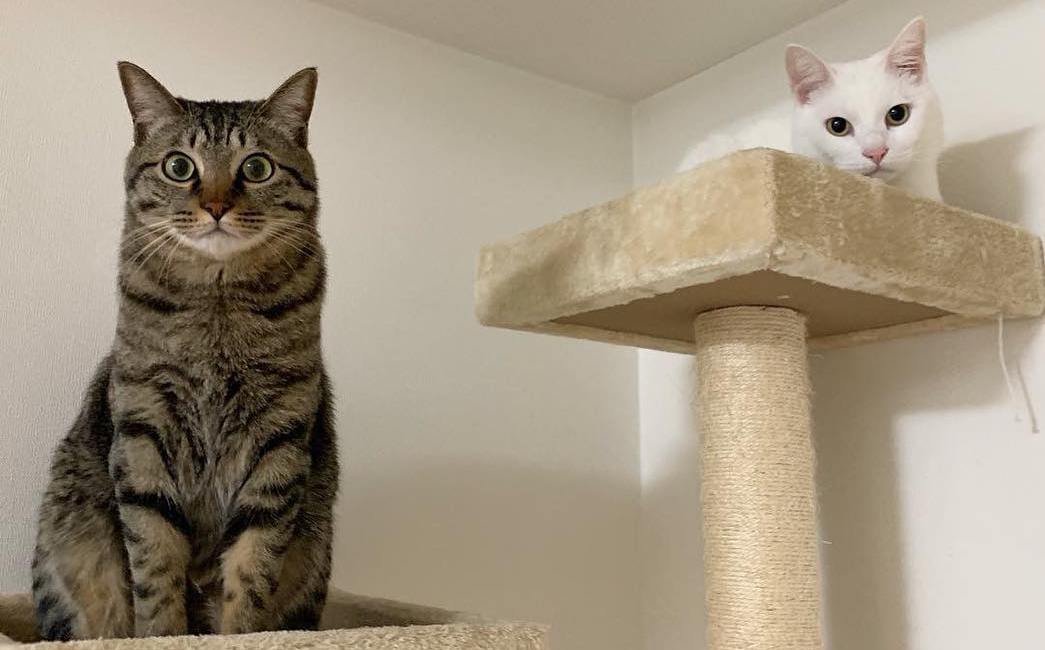 怎么培养猫咪玩游戏,猫咪如何玩儿游戏