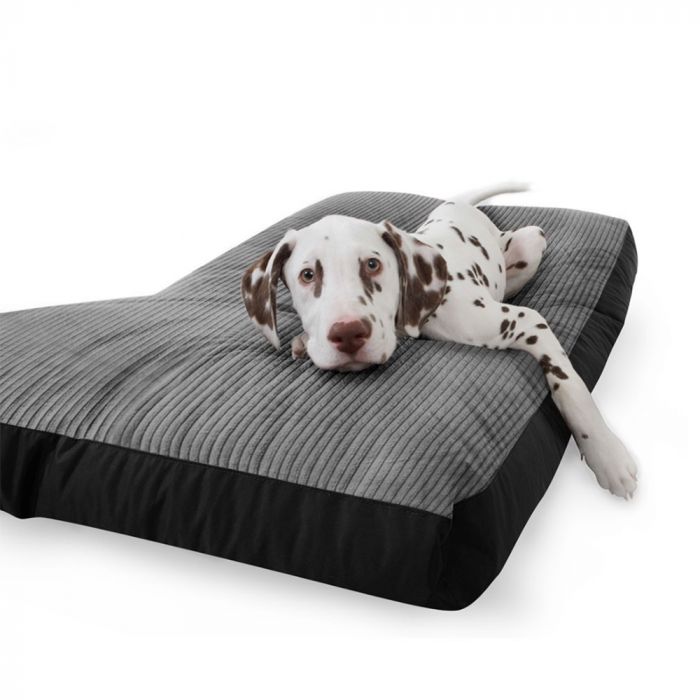 狗狗变得特别懒不愿意动,狗狗不听话该如何训练