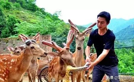 陕西汉中市宁强县能不能养梅花鹿,汉中梅花鹿基地