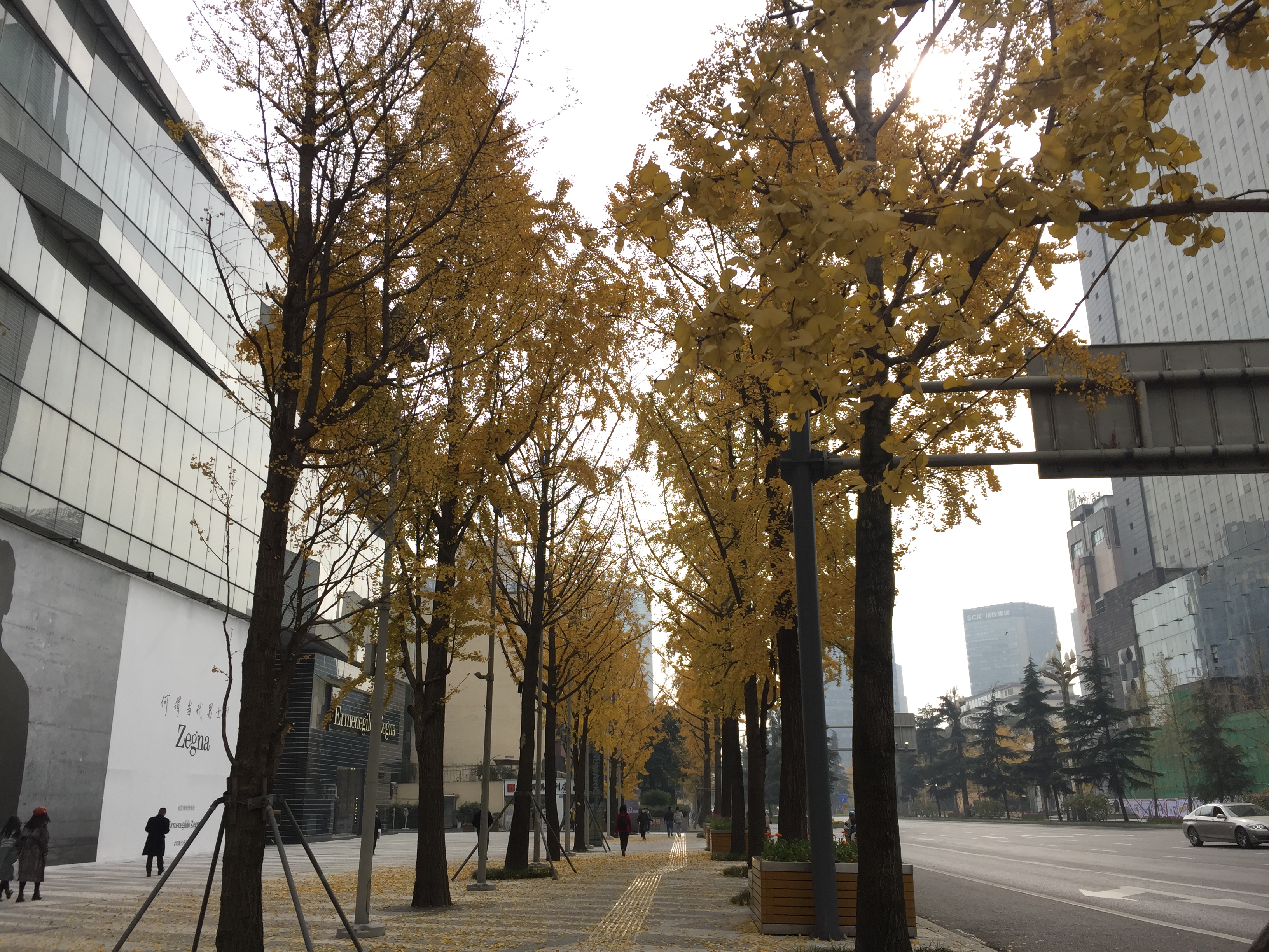 成都的银杏几月份最佳观赏期,成都银杏观赏指南