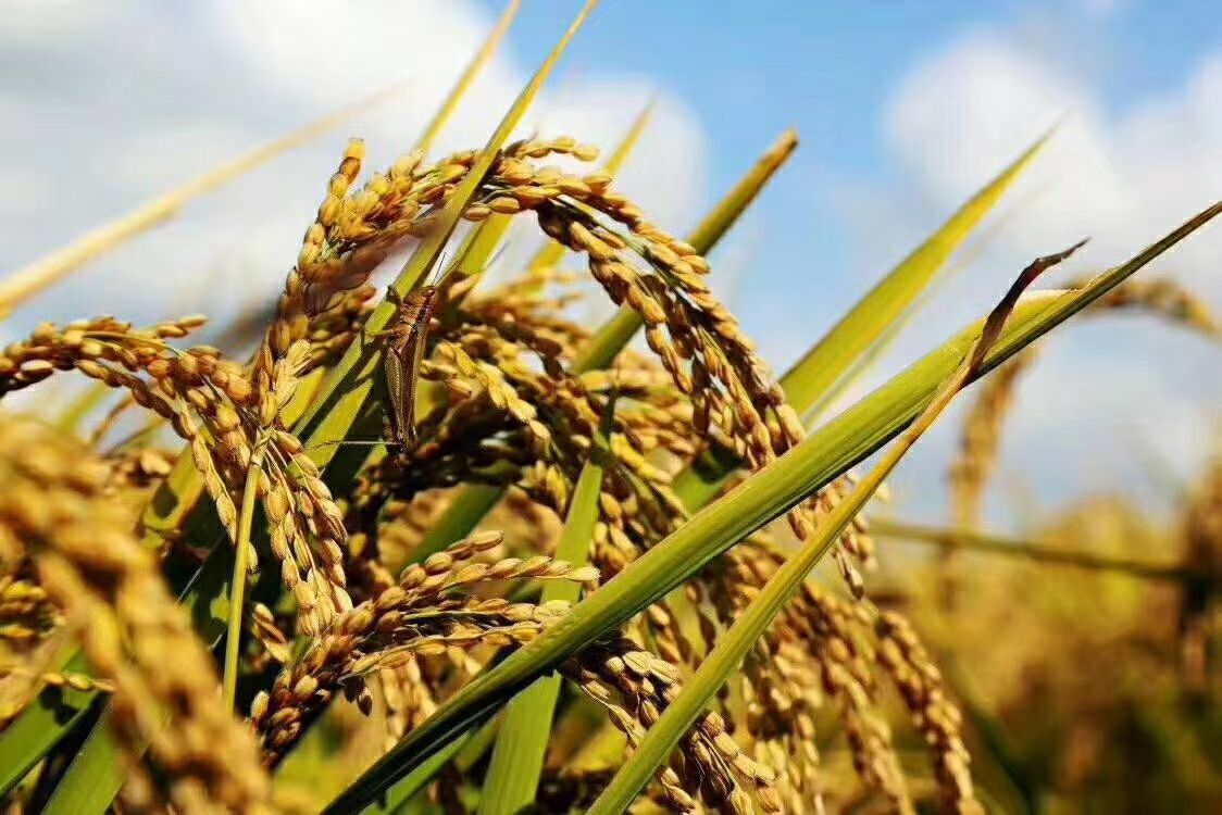 淘宝特价上面的五常大米真的假的,gbt19266假五常大米