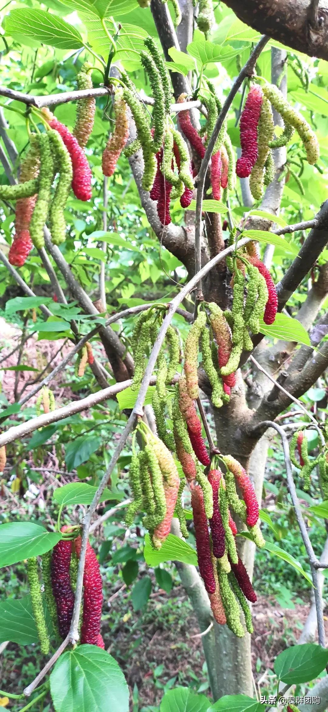 四季果桑有几个品种,新手种果桑哪个品种最好