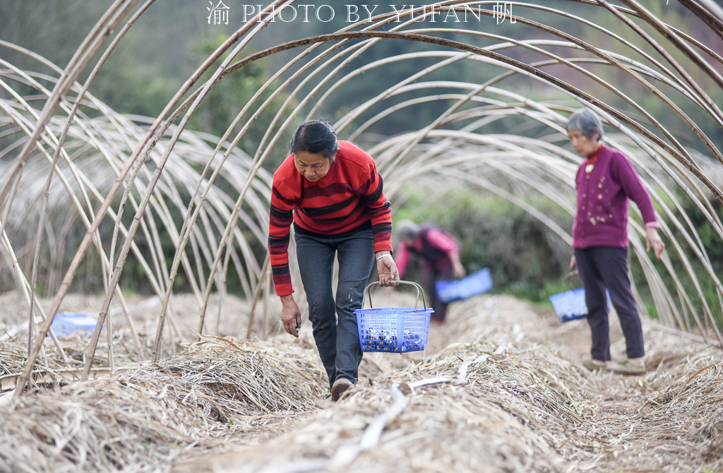 受新冠疫情影响，重庆潼南10万斤姬松茸销售受阻，老板欲哭无泪