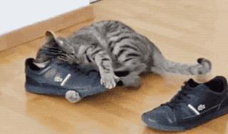 闻臭鞋、舔臭脚，猫主子是什么毛病