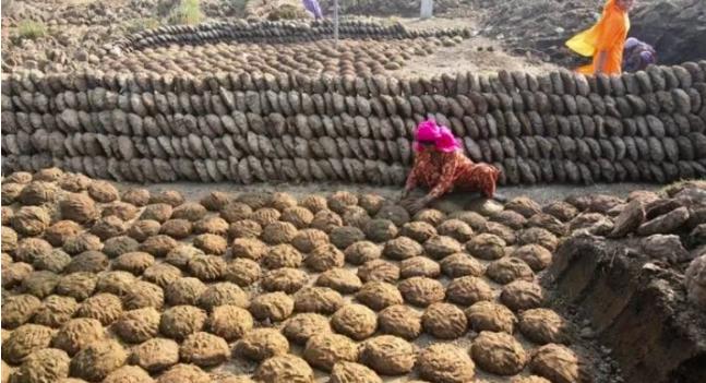 印度牛尿多少钱一杯,印度牛尿饮料比可乐还火爆