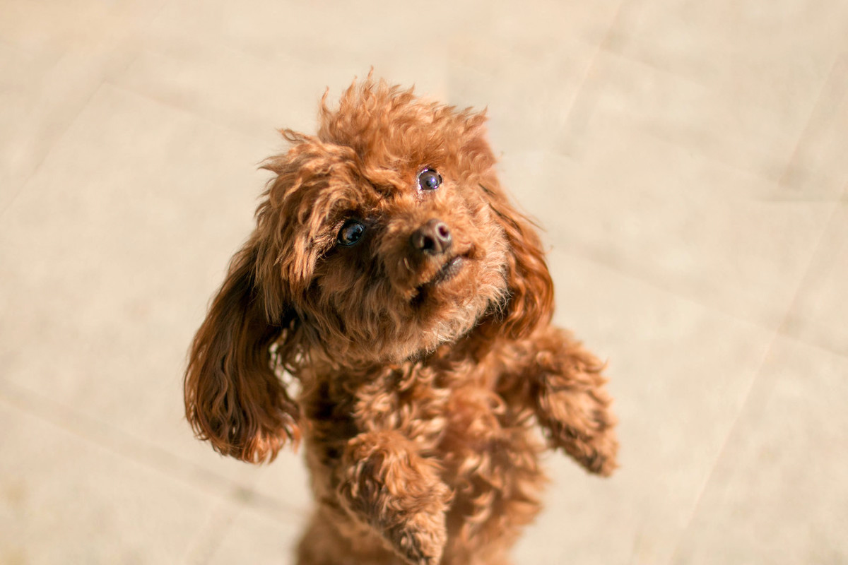 泰迪走失2天,泰迪走失后坐在原地