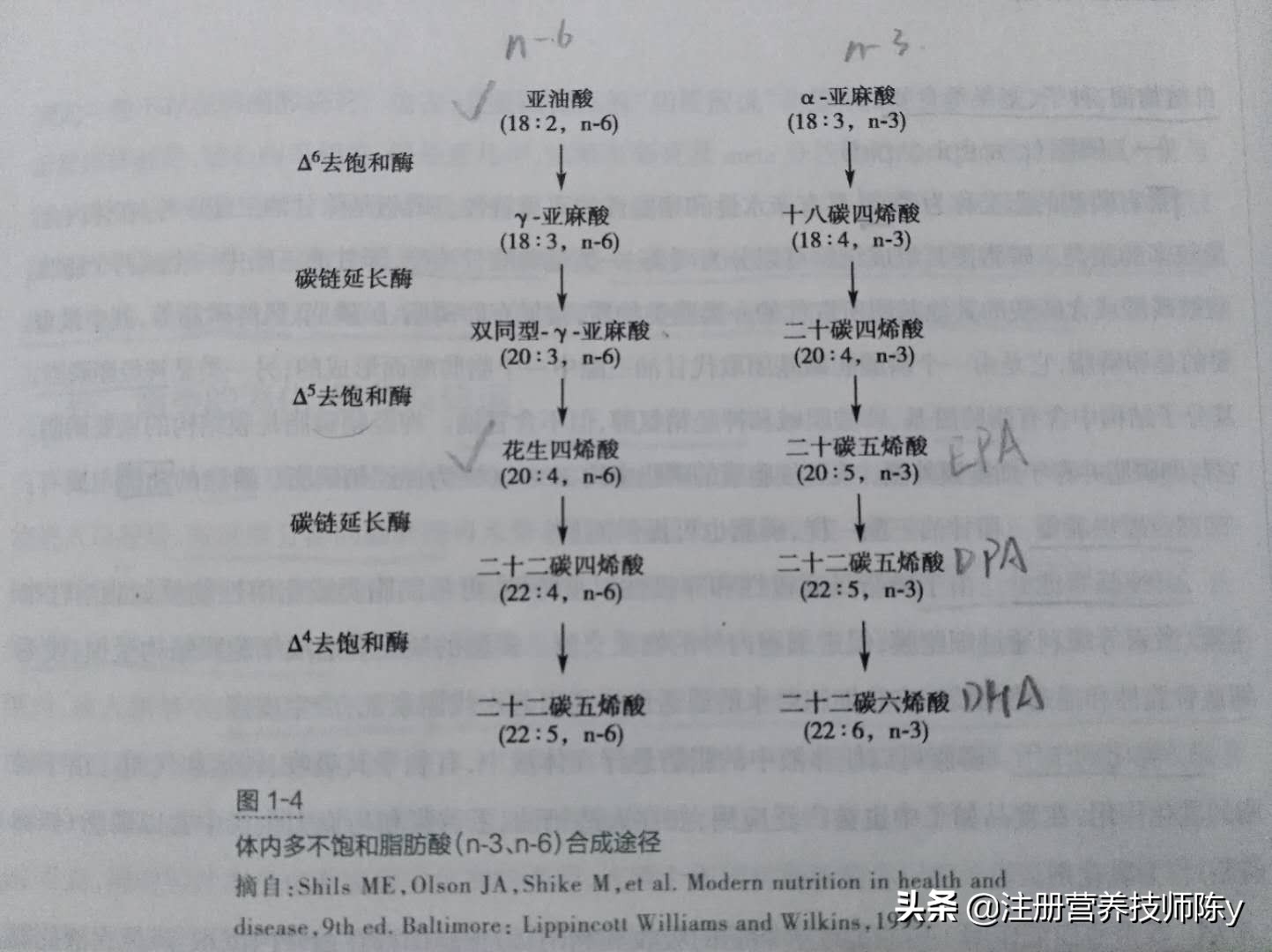 基础营养与基础免疫,好的脂肪酸从哪些食物摄取