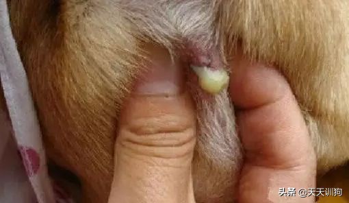 狗狗刚洗完澡还是有体味怎么办,打完疫苗第一针狗狗突然体味很重