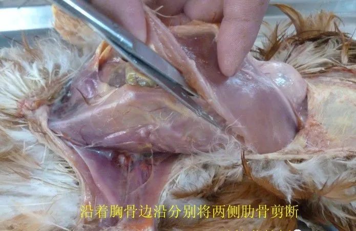 家禽常见疾病及检测方法书籍,家禽养殖疾病诊断