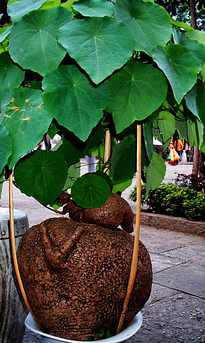 6种花旺财又养人,6种花养人又镇宅