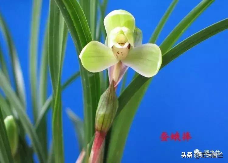 兰花知识大全100种,兰花鉴赏术语100条