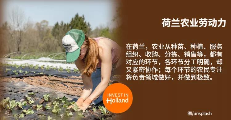 BSN分享丨中荷合璧“农科天团”：跨学科加持的荷兰农业炫技