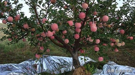 苹果树黄叶病是什么原因造成的？怎样防治苹果树黄叶病？