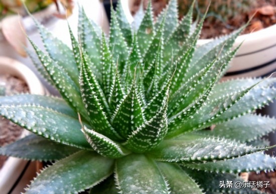 治痘的芦荟品种,比芦荟还好养的植物