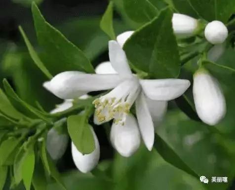 鼻翼凸起的白色小肉粒怎么去除,下巴和鼻子的小颗粒怎么去除