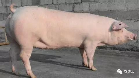 韩国养猪场作息,韩国的产房