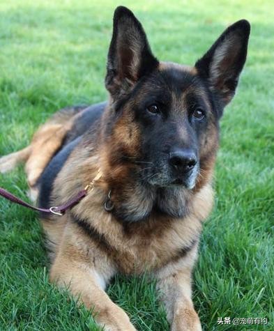 德国牧羊犬因具有优秀品质，而成为优秀的军警犬，也受到大众喜欢