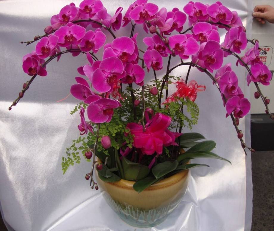 花没开就枯萎了图片,花前落蕾啥原因