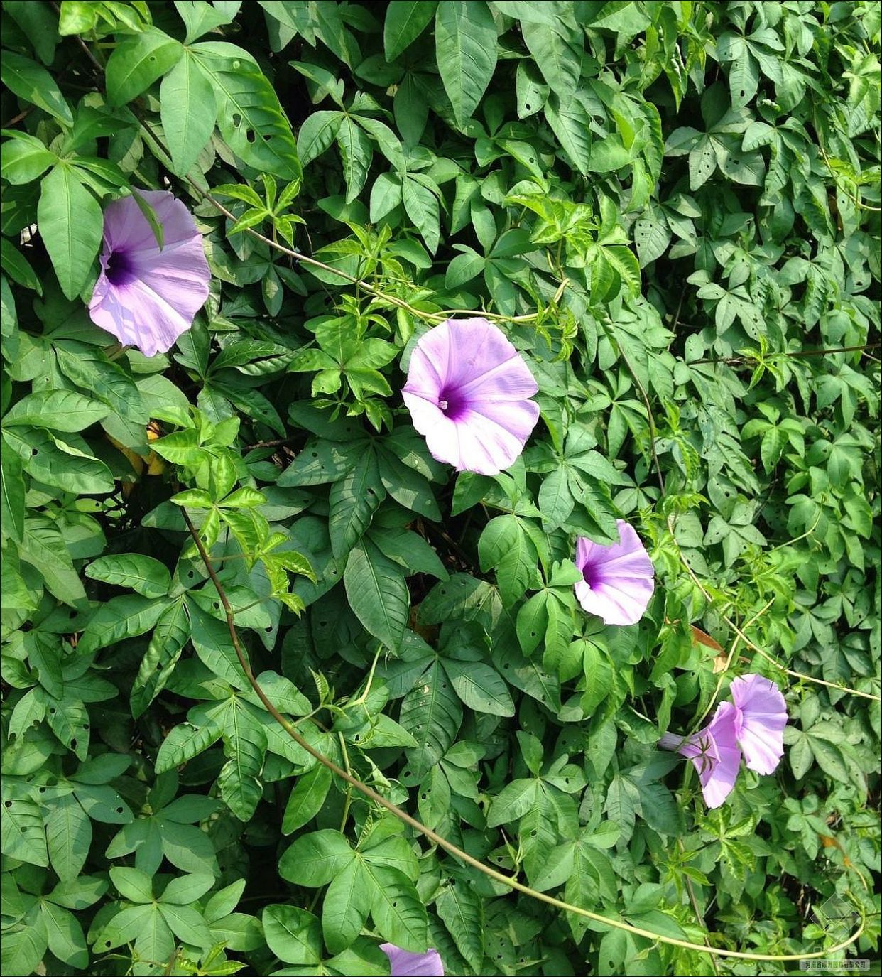 房顶长出杂草怎样消灭,墙里长出的草怎么清除