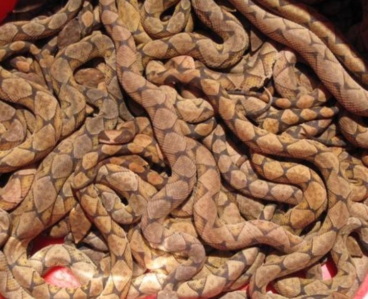 从孵化开始养蛇,幼蛇从母体出生