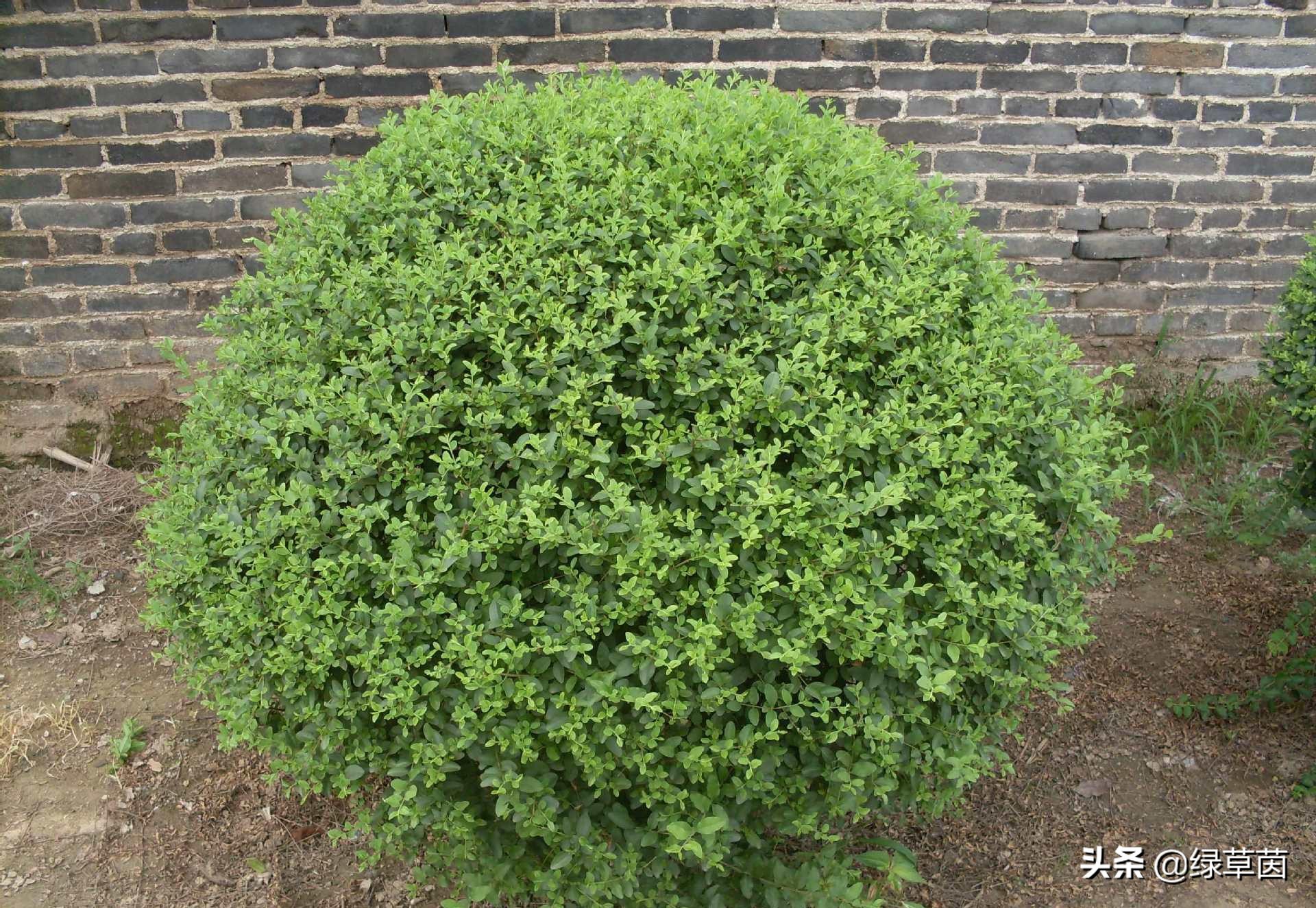 小叶女贞绿篱造型方式,小叶女贞做绿篱一般一平方多少棵