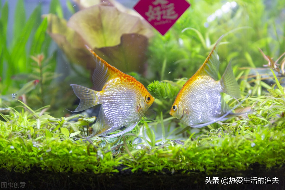 金鱼饲养的小技巧轻松养好金鱼,养金鱼的注意事项和饲养方法图解