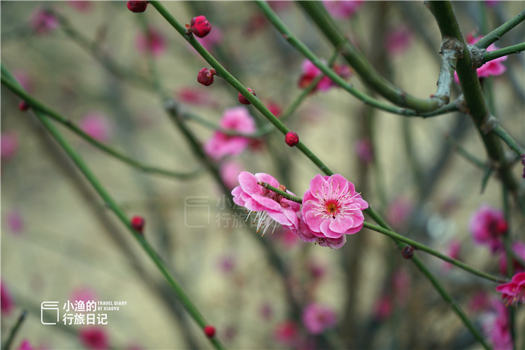 西安秦岭花海一日游,西安周末爬山赏花推荐
