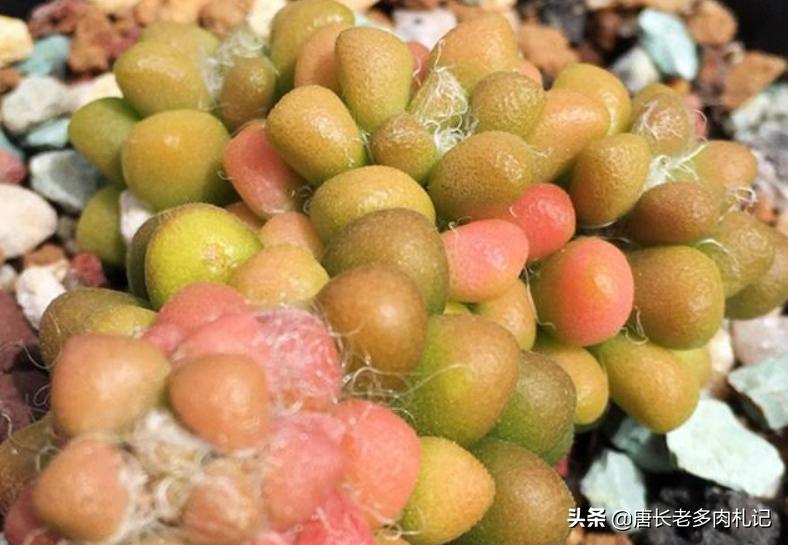 多肉茶笠盆景的养护,多肉彩色茶笠喜欢阳光吗