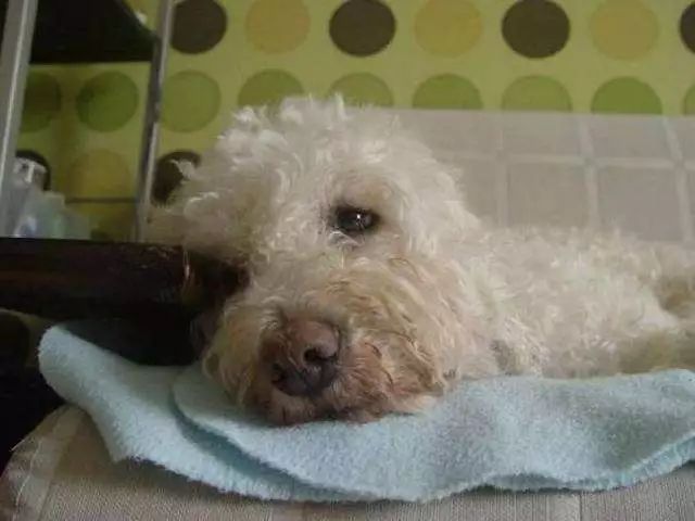 爱犬的前期症状,铲屎官必知狗狗生病前的7大征兆