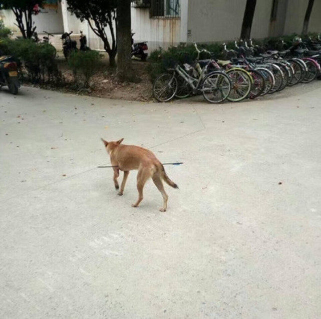 狗狗被箭射穿了最好的治疗,医生谈狗狗被箭射穿身体