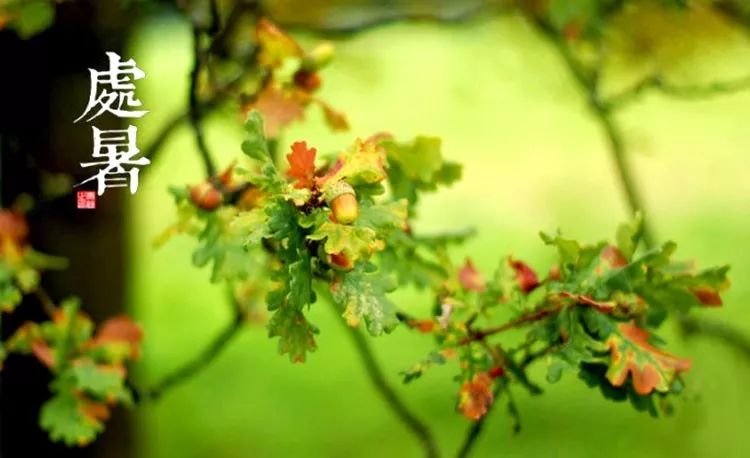 处暑饮食有讲究清补润燥稳入秋,处暑养生全攻略润秋燥消暑湿