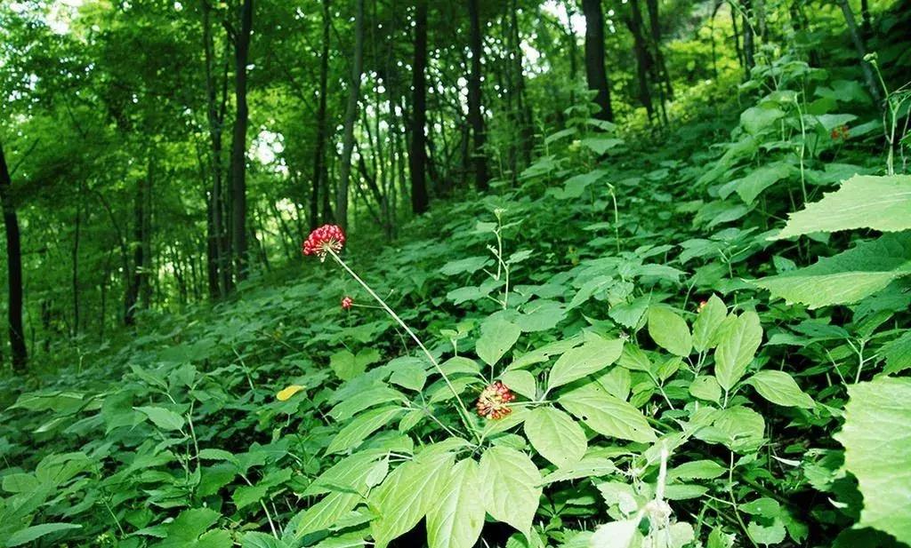 十大适合目前农村创业的项目,4个适合农村创业好路子