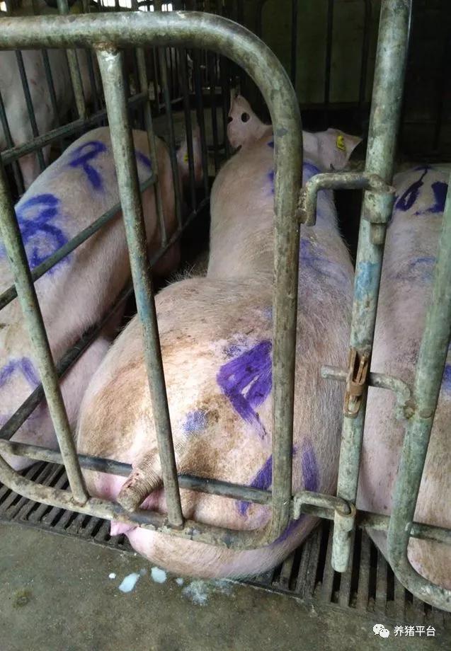 母猪毒素蓄积引起亚健康，导致一系列繁殖障碍，怎么解决？