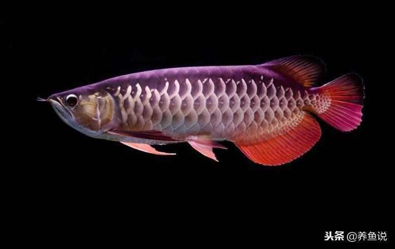 养鱼会变幸运还是倒霉,养鱼选鱼技巧和注意事项