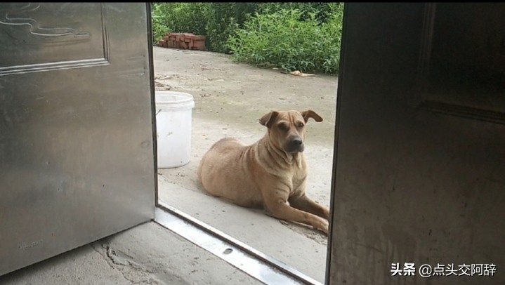 老狗也会咬人,老狗会抓老鼠吗