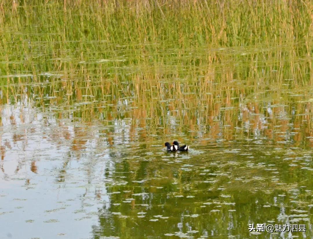 全国文明县城泗县,2024年泗县评上文明城市了吗