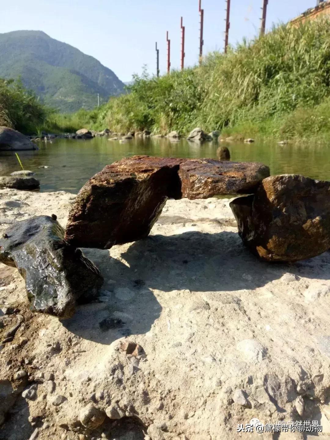 丛林造景黄缘龟池设计图大全,龟宝宝黄缘龟生态缸造景教程