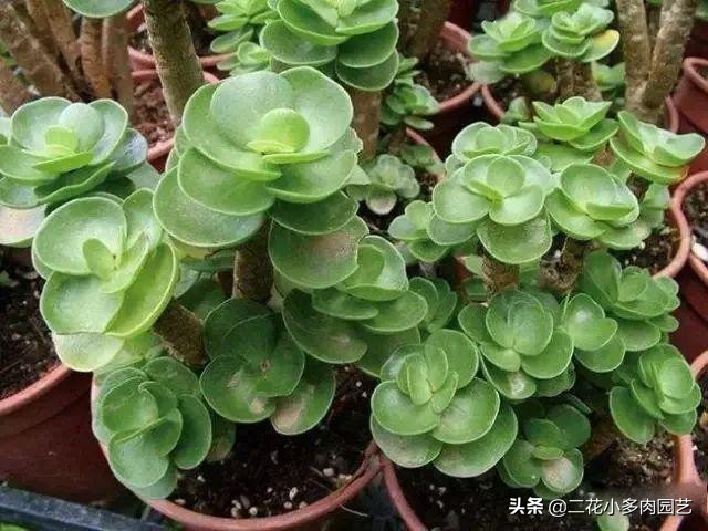365种·常见花卉图谱，观果和多肉植物收藏篇