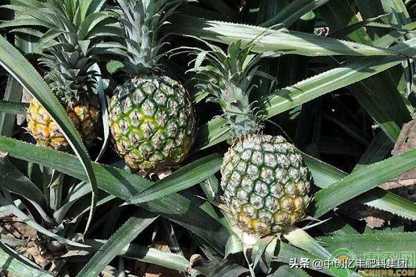 菠萝是怎么生长出来的过程,菠萝是长在土里还是长在上面