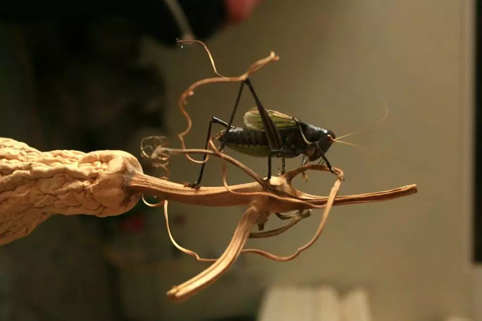 吸猫养狗和养猫的不同之处,养宠物猫比较流行的城市