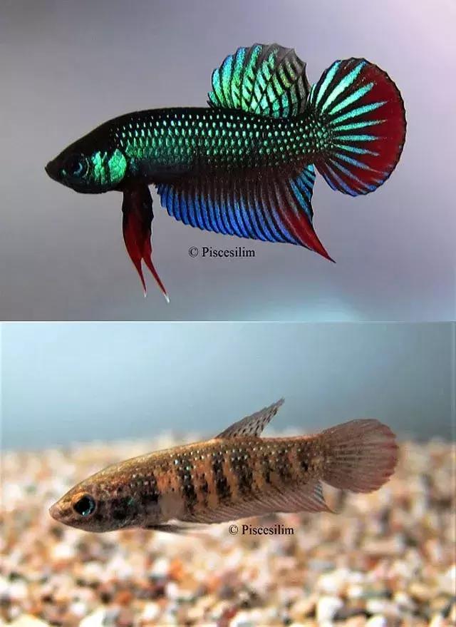 原生资讯｜和平与战争的使者-英贝利斯斗鱼