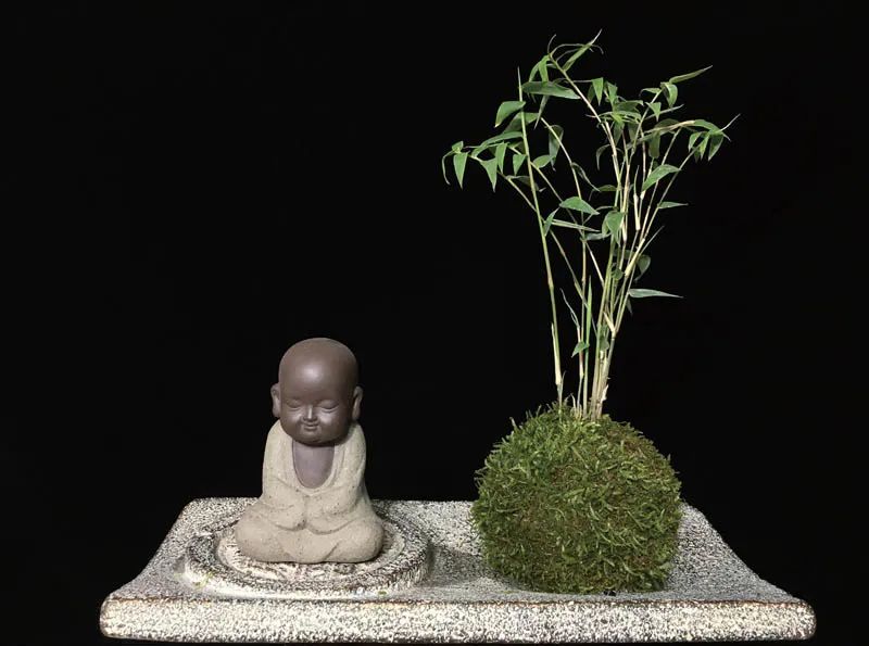 修剪过的凤尾竹长出新枝叶,修剪凤尾竹