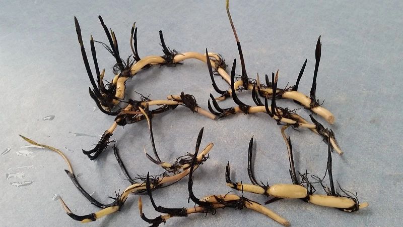 碗莲莲子种植方法全过程,用莲子种植碗莲