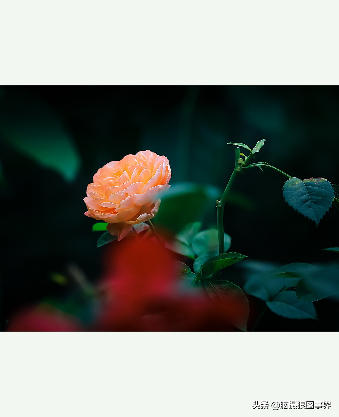 超清玫瑰花唯美图片,高清浪漫玫瑰花照片