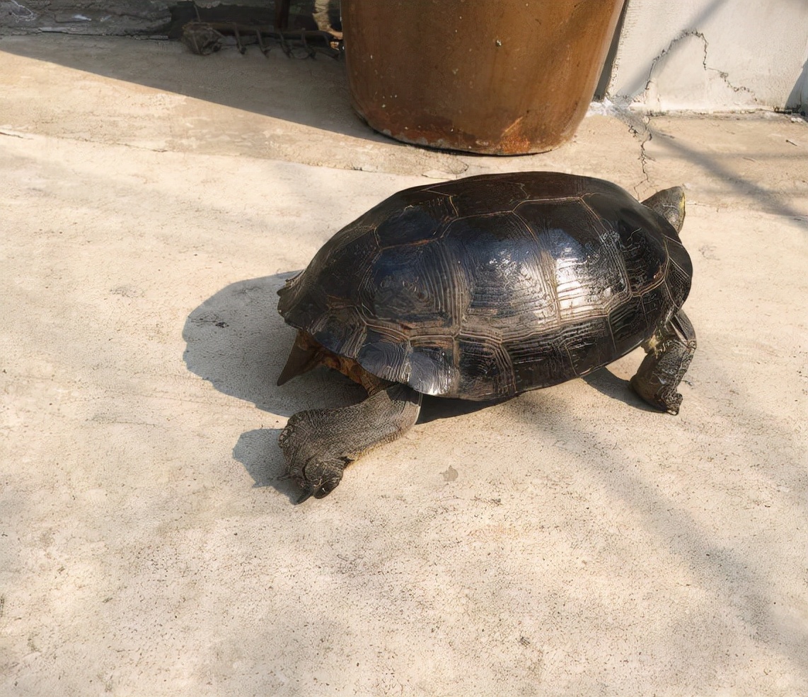 五喜指哪五喜,五喜分别是什么意思